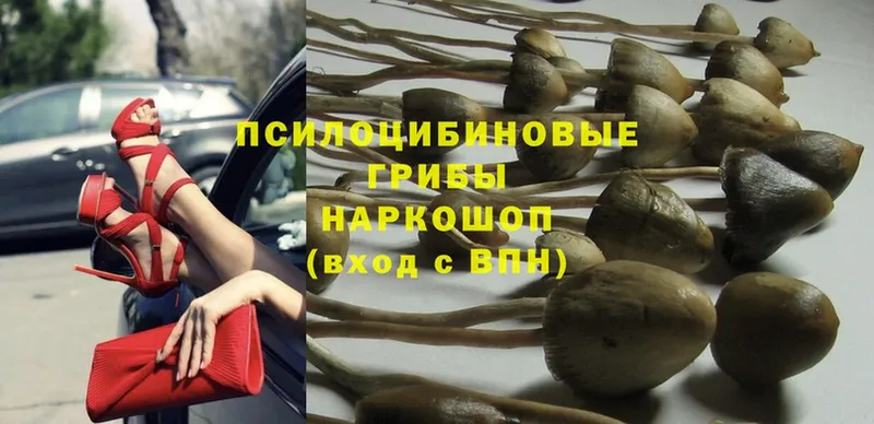 Галлюциногенные грибы Psilocybe  Нижнеудинск 